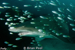 Grey nurse shark greeting us out of lockdown. Taken with ... by Brian Pool 